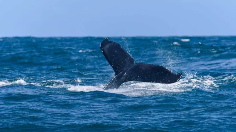 Avistamiento de ballenas en Samaná